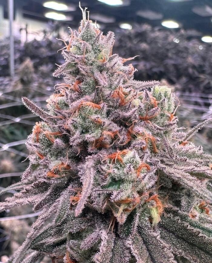 Images House of Dankness Dispensary