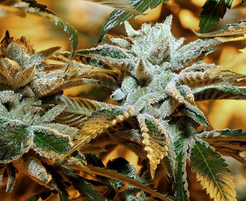 Images House of Dankness Dispensary