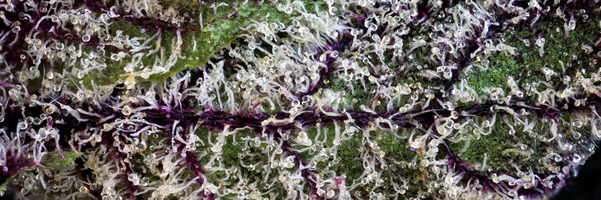 Images House of Dankness Dispensary