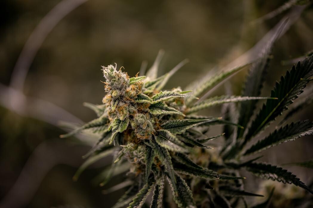 Images House of Dankness Dispensary