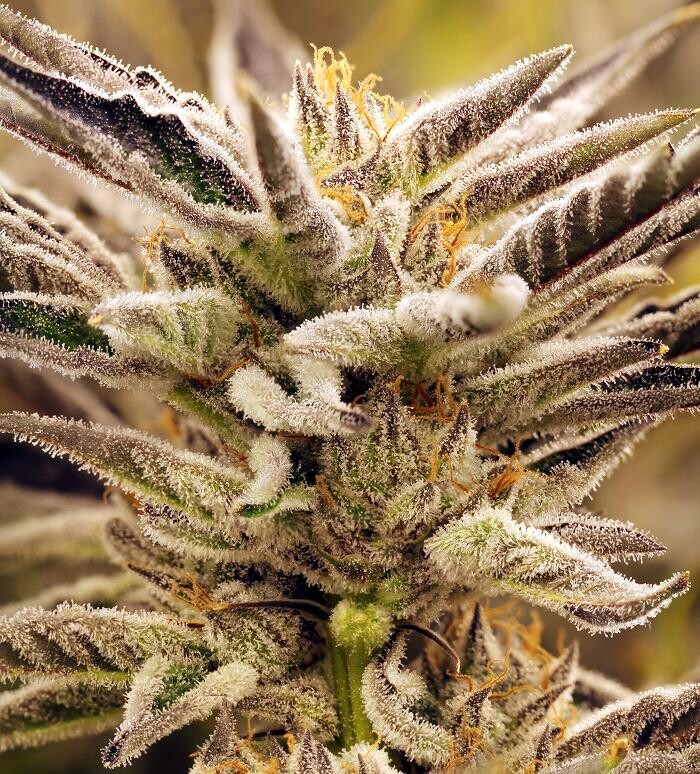 Images House of Dankness Dispensary