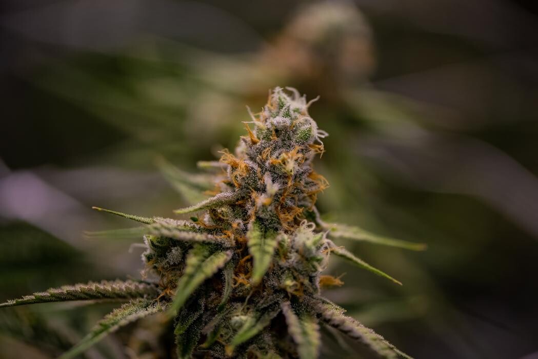 Images House of Dankness Dispensary