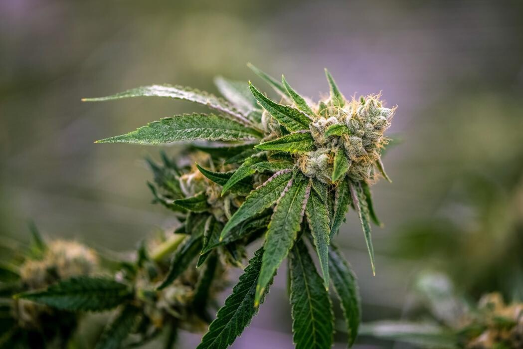 Images House of Dankness Dispensary