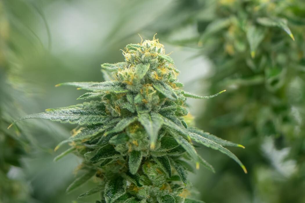 Images House of Dankness Dispensary