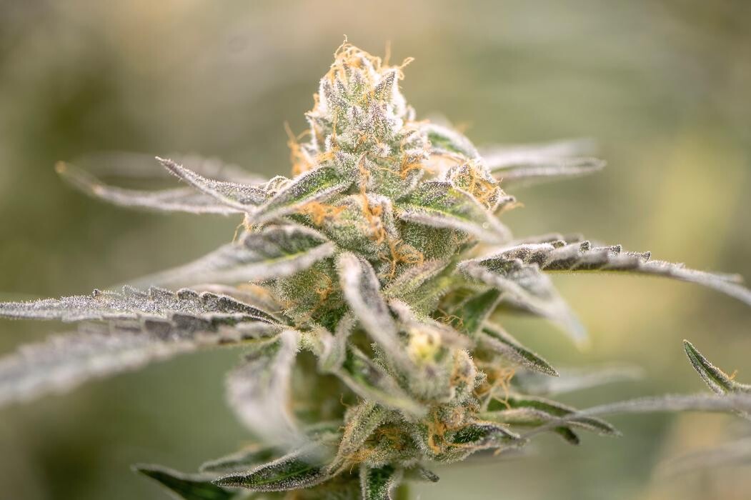 Images House of Dankness Dispensary