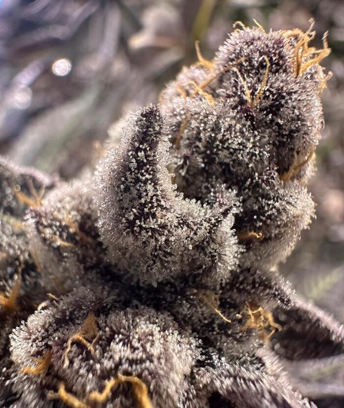 Images House of Dankness Dispensary