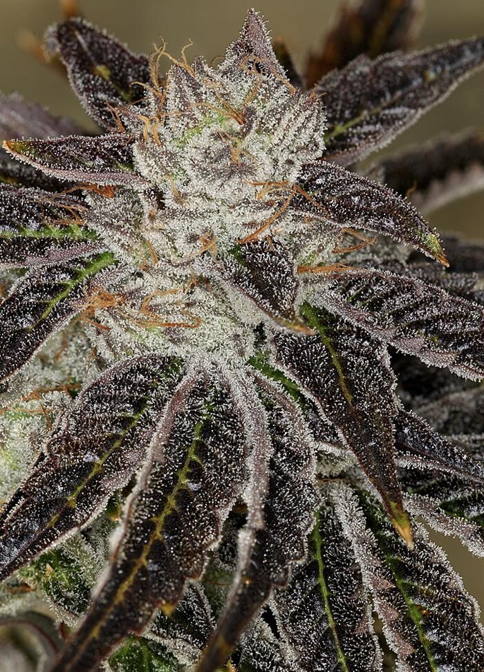 Images House of Dankness Dispensary