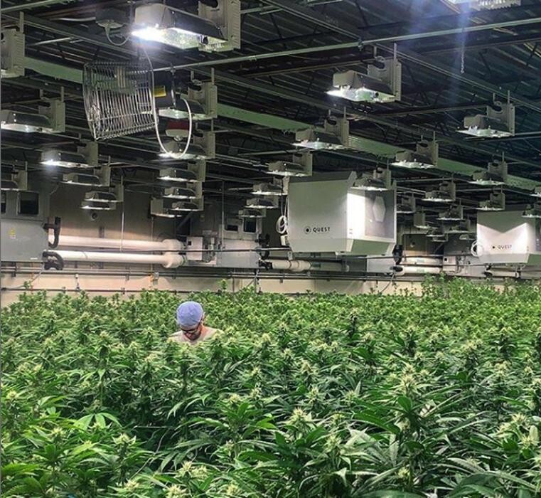 Images House of Dankness Dispensary