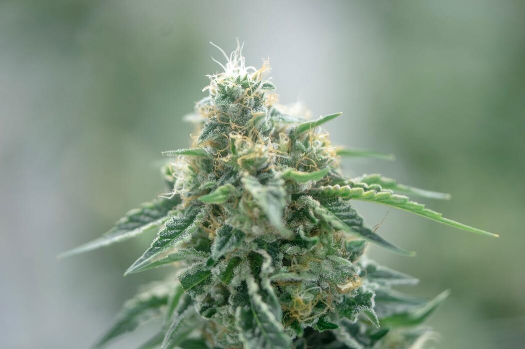 Images House of Dankness Dispensary