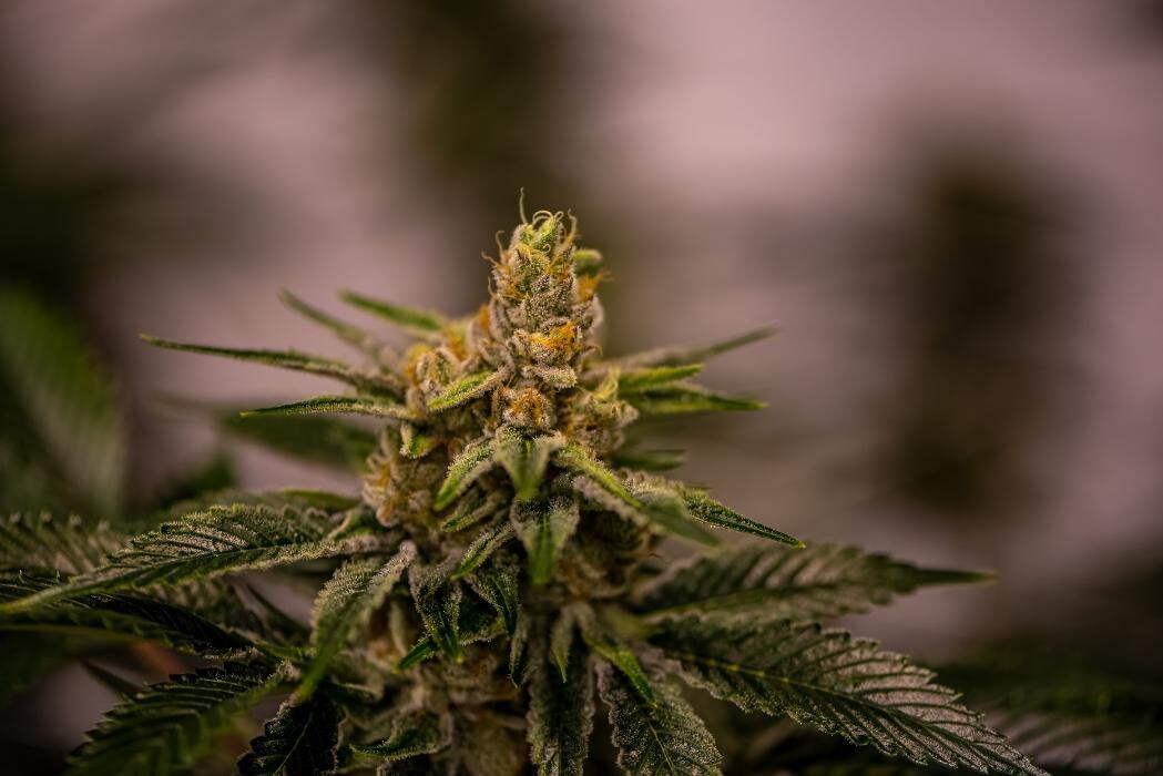 Images House of Dankness Dispensary