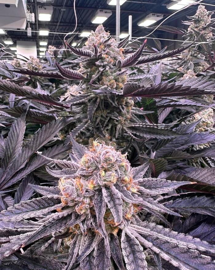 Images House of Dankness Dispensary