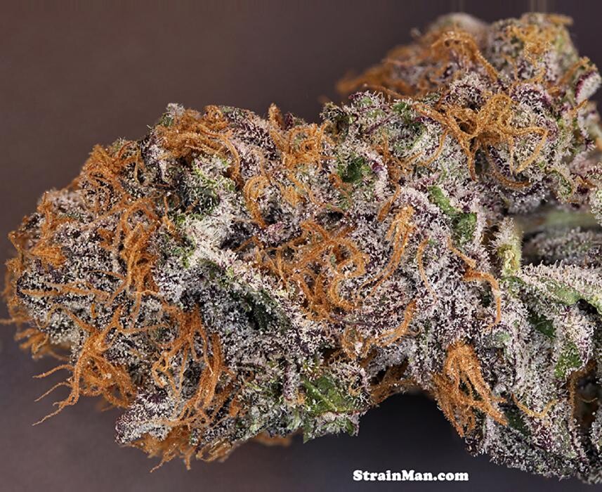 Images House of Dankness Dispensary