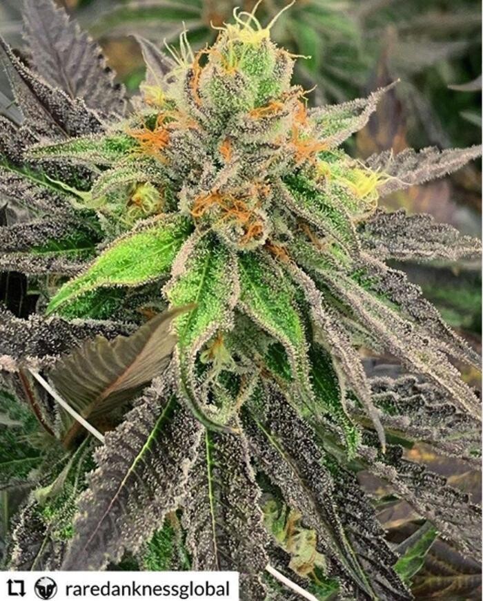 Images House of Dankness Dispensary