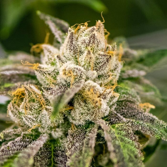 Images House of Dankness Dispensary