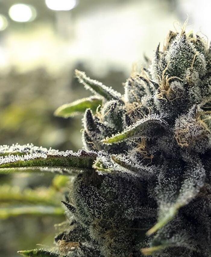 Images Xclusive Cannabis Dispensary