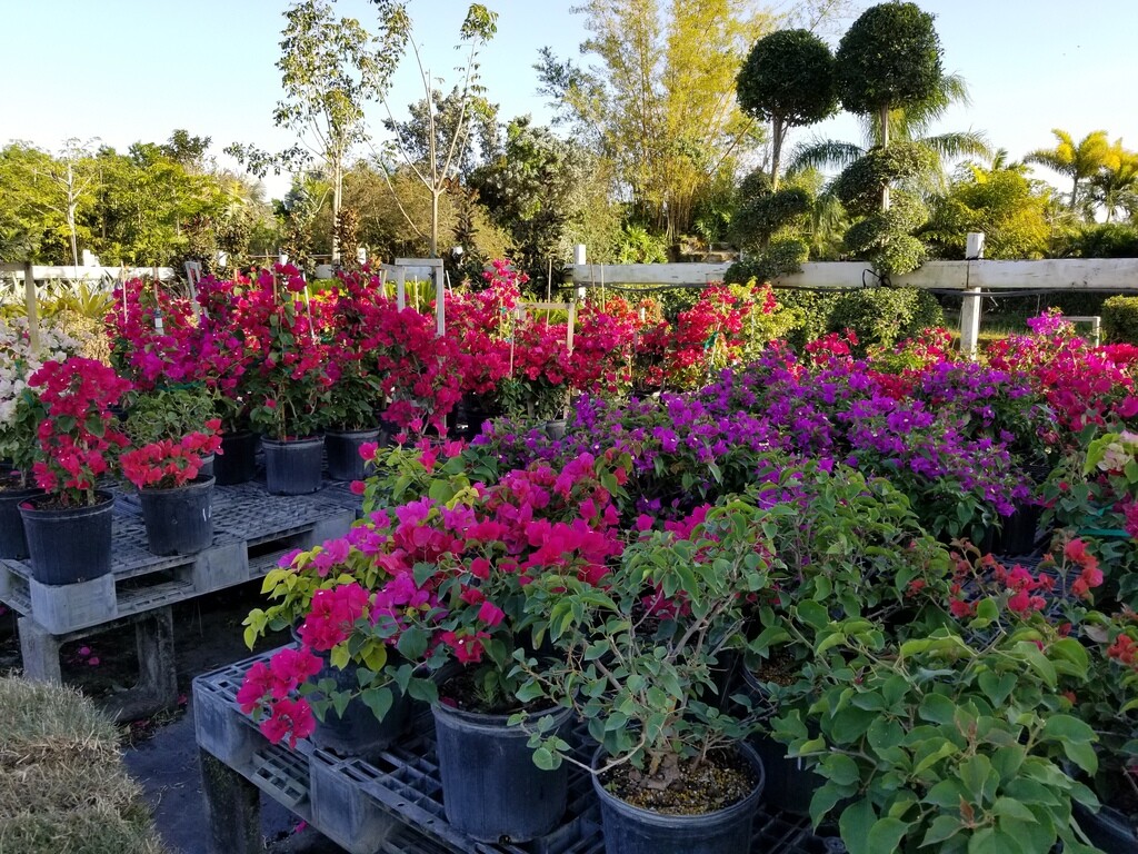 Images A One Stop Garden Shop