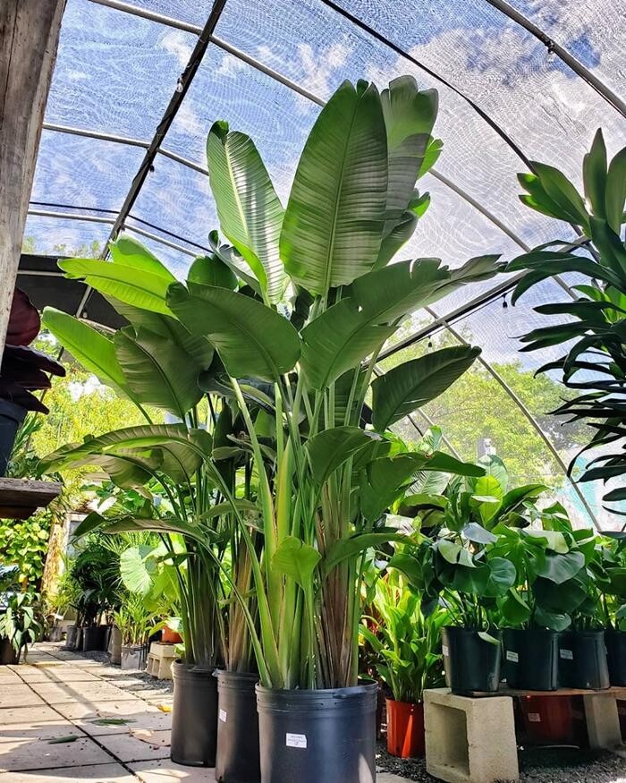 Images Midtown Garden Center