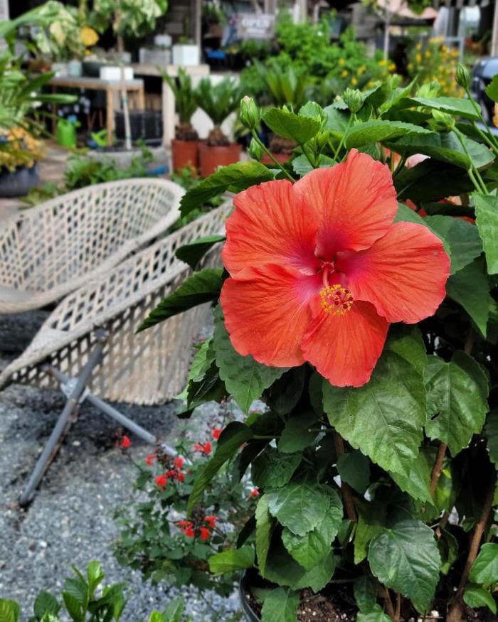Images Midtown Garden Center