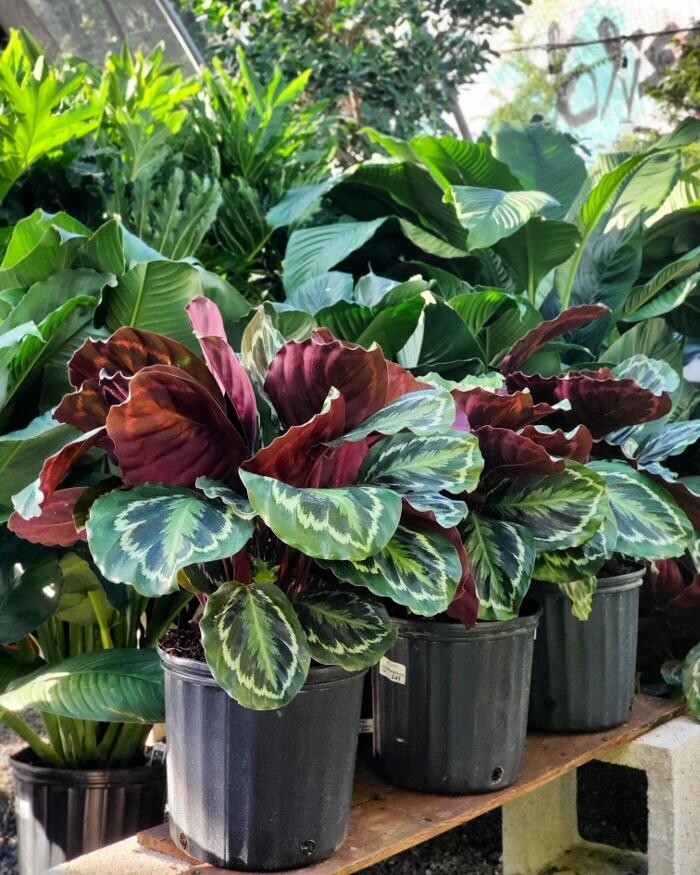 Images Midtown Garden Center