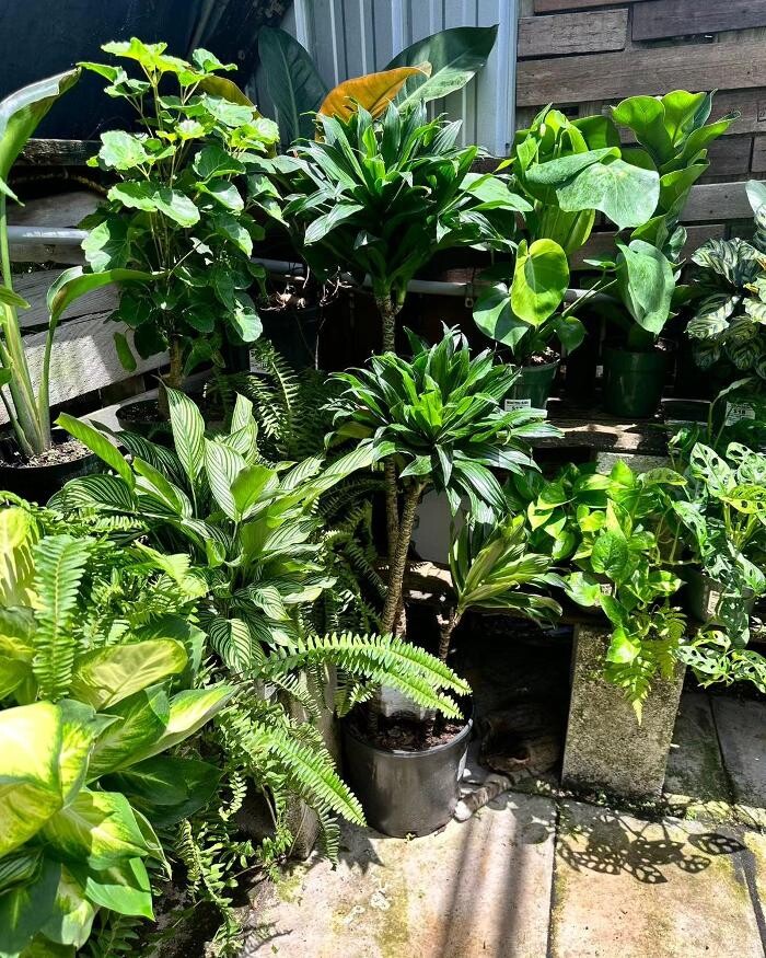 Images Midtown Garden Center