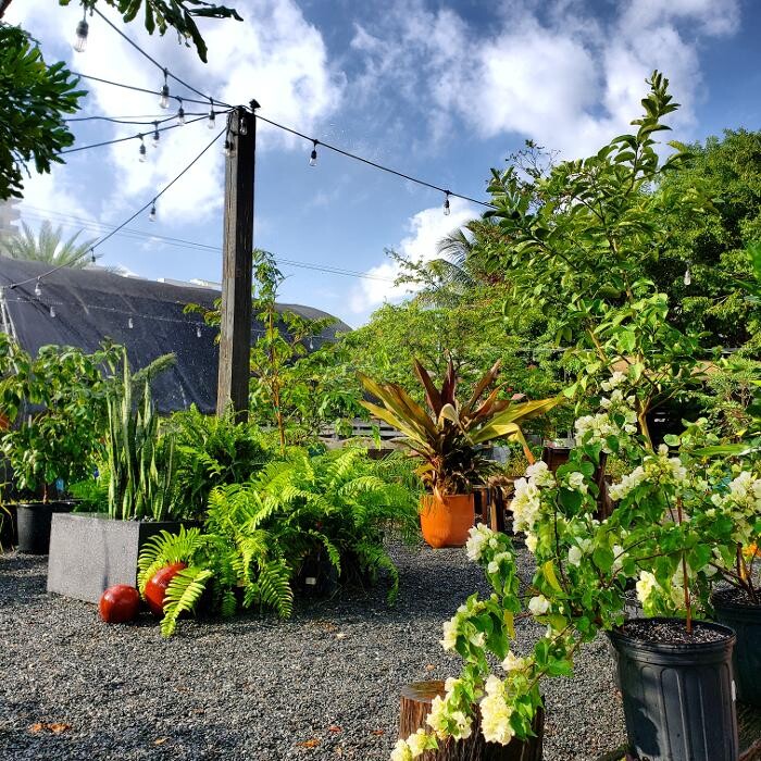 Images Midtown Garden Center