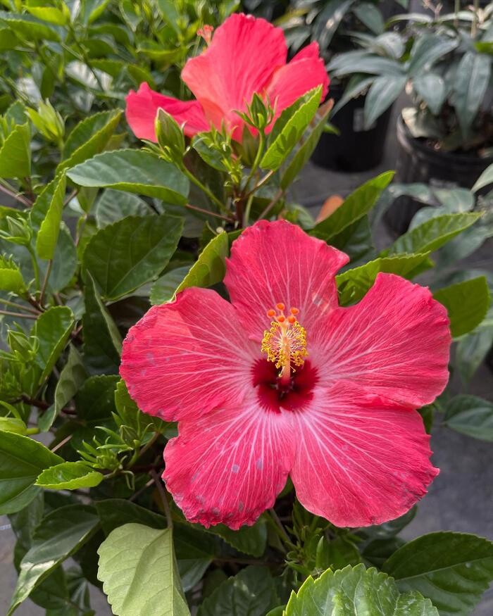 Images Midtown Garden Center