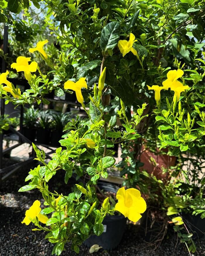 Images Midtown Garden Center