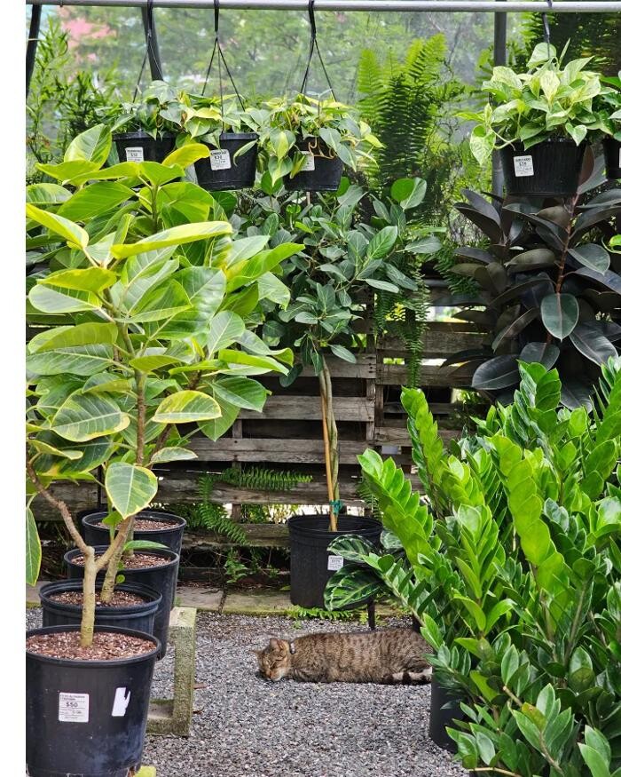 Images Midtown Garden Center