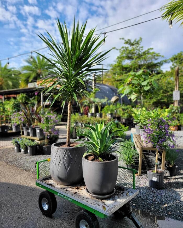 Images Midtown Garden Center