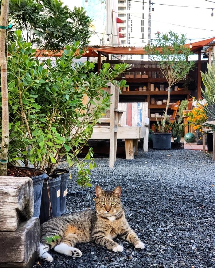 Images Midtown Garden Center