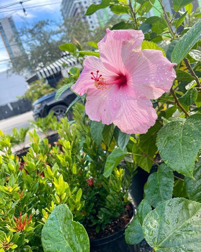 Images Midtown Garden Center
