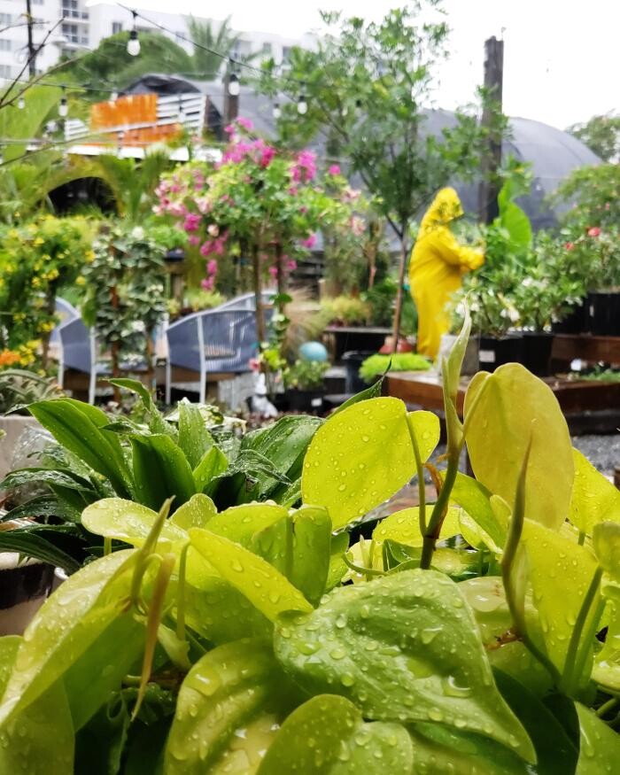 Images Midtown Garden Center