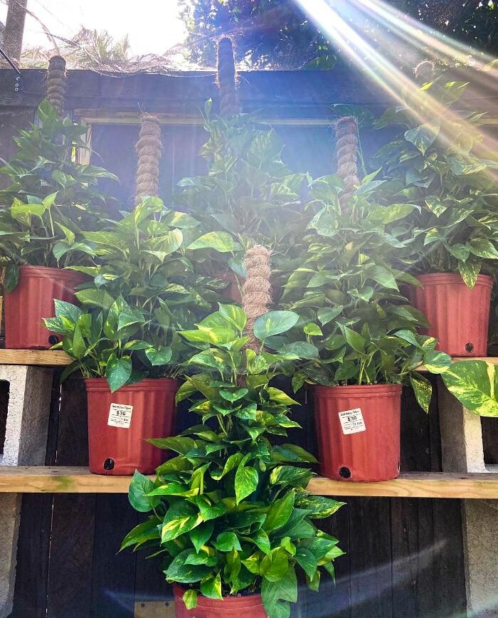 Images Midtown Garden Center