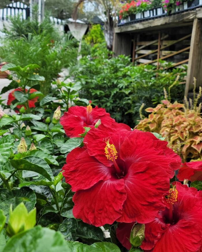 Images Midtown Garden Center