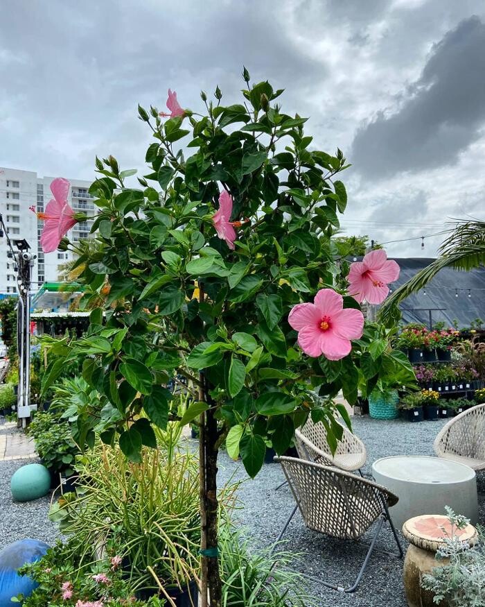 Images Midtown Garden Center