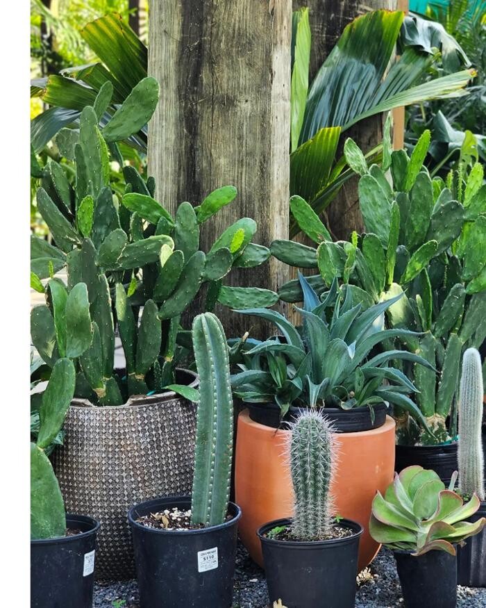 Images Midtown Garden Center