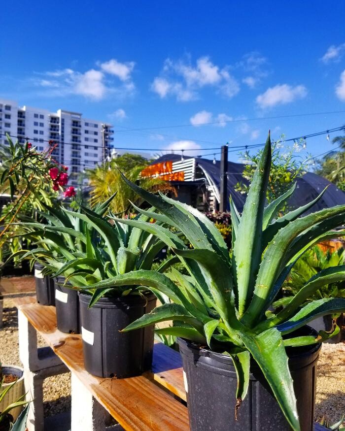 Images Midtown Garden Center