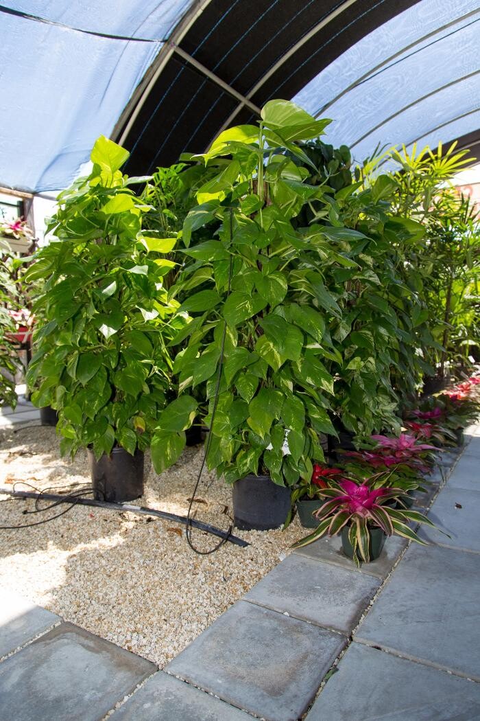 Images Midtown Garden Center