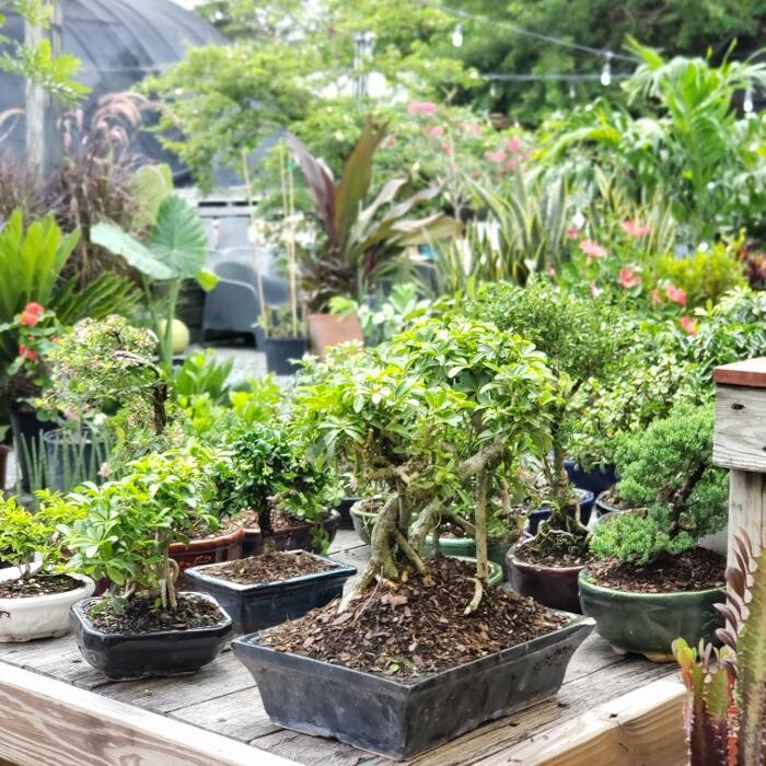 Images Midtown Garden Center
