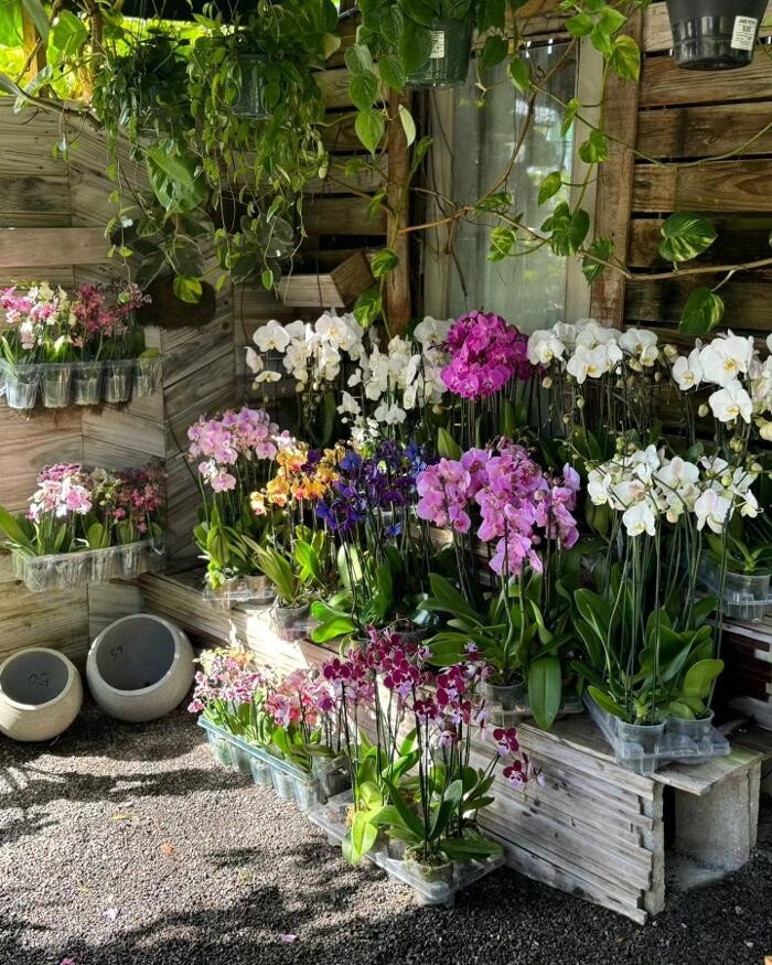 Images Midtown Garden Center