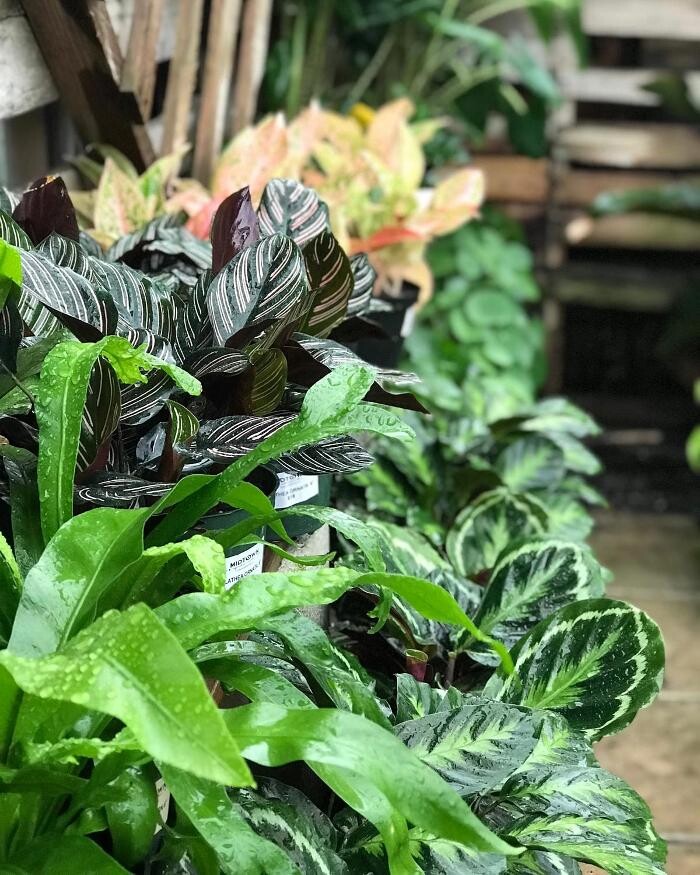 Images Midtown Garden Center