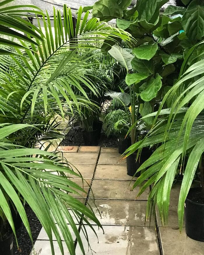 Images Midtown Garden Center
