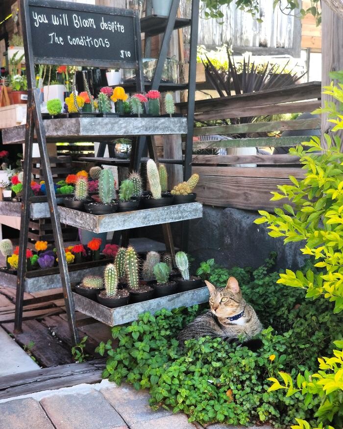 Images Midtown Garden Center