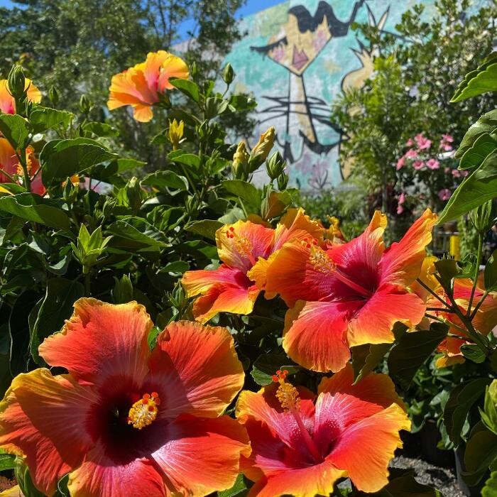 Images Midtown Garden Center