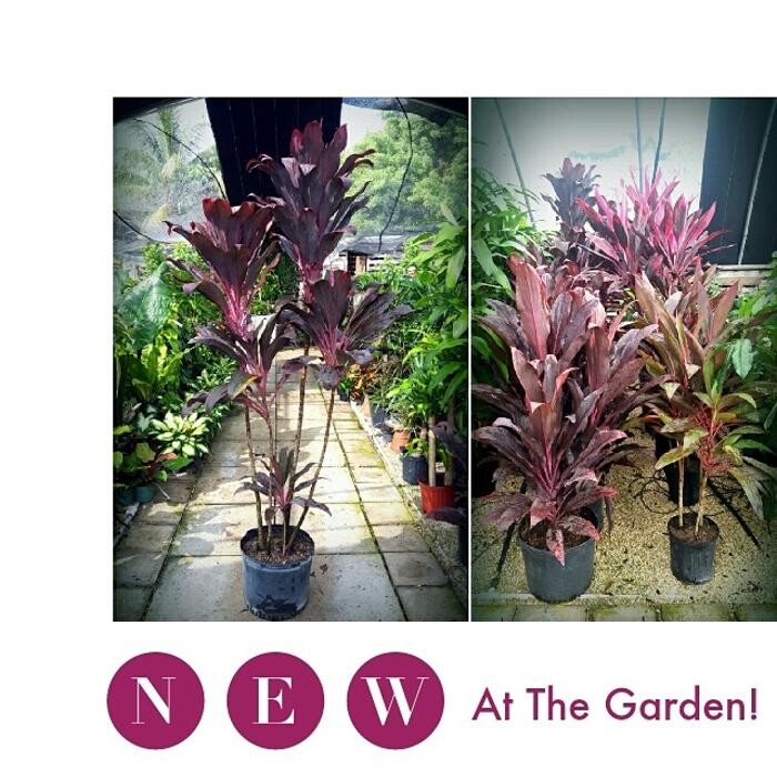 Images Midtown Garden Center