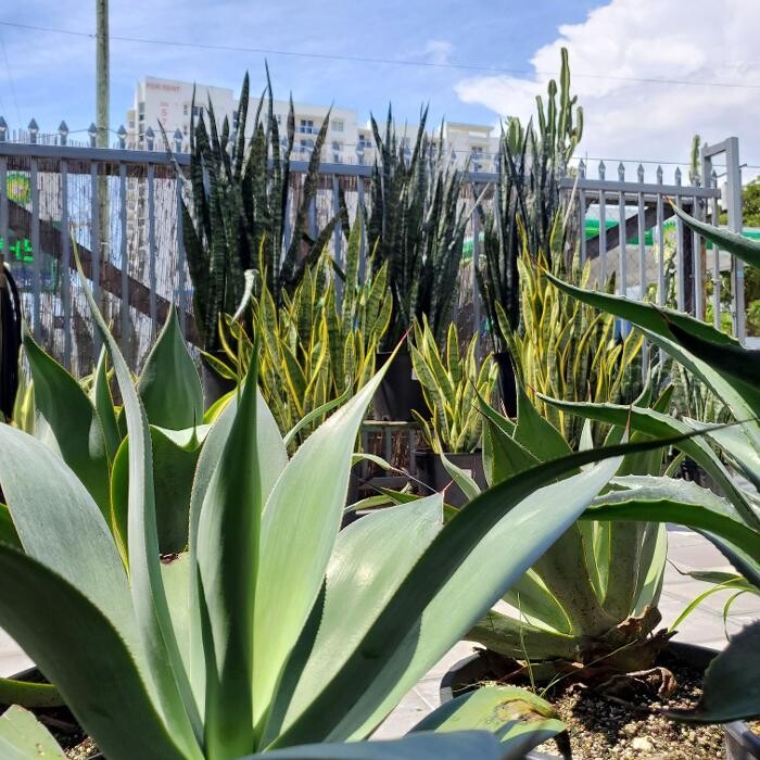 Images Midtown Garden Center