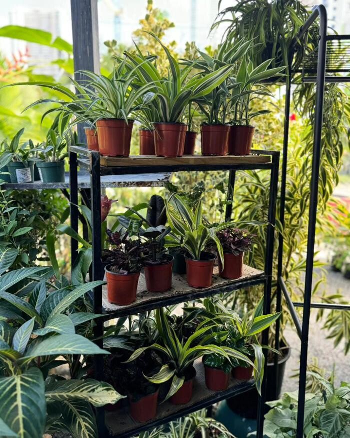 Images Midtown Garden Center
