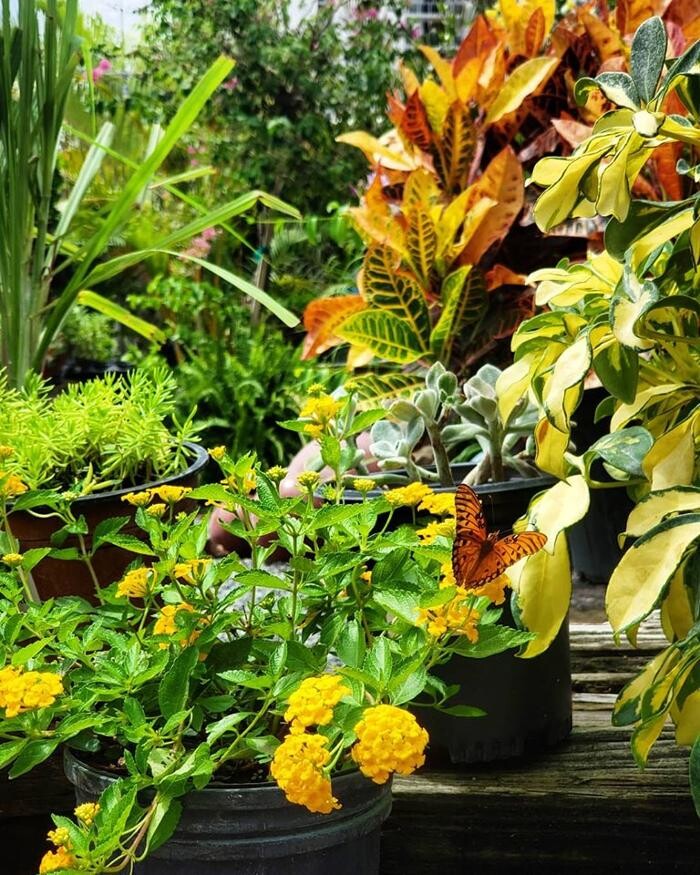 Images Midtown Garden Center