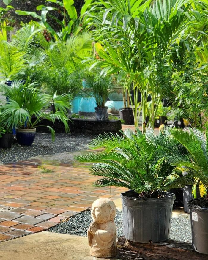 Images Midtown Garden Center