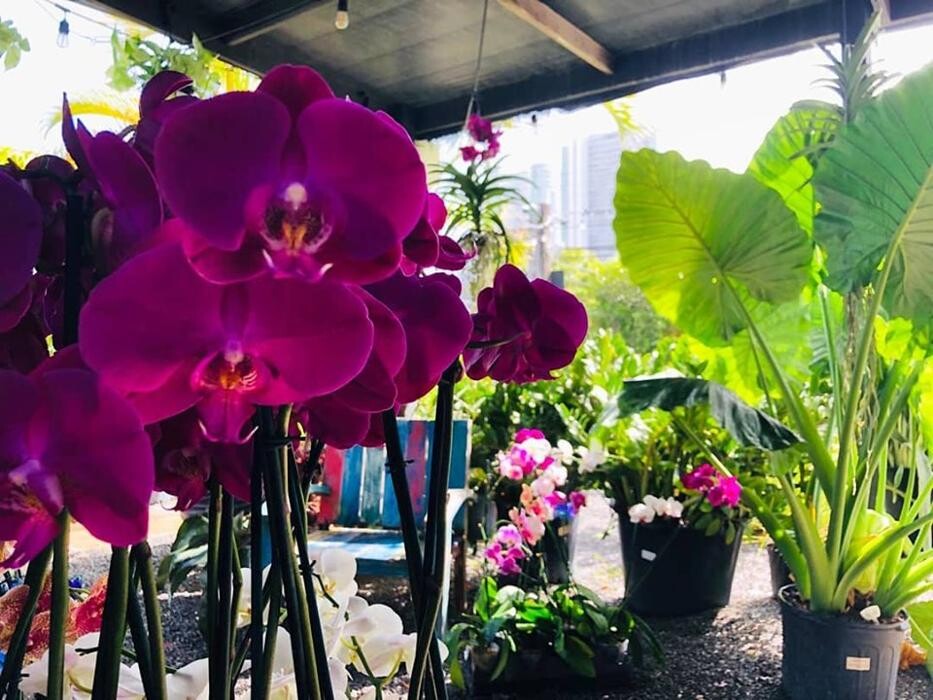 Images Midtown Garden Center